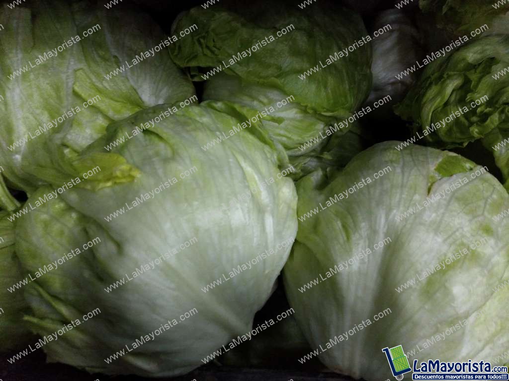 Lechuga Batavia