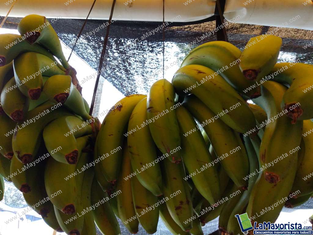 Banano criollo sin carburación