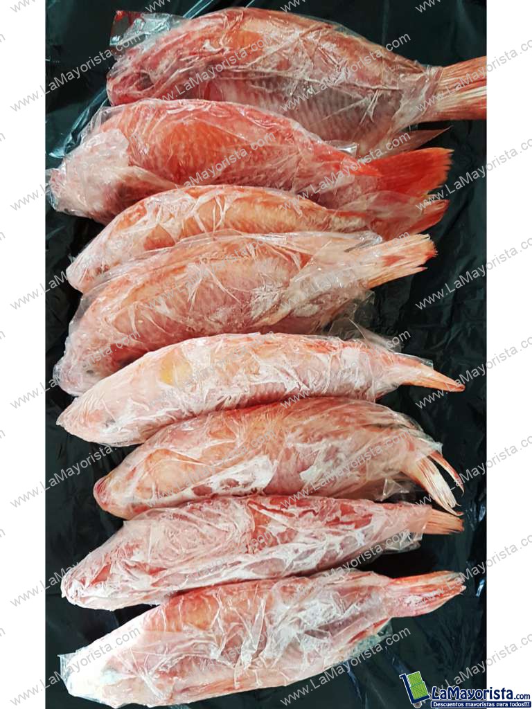Tilapia roja congelado o fresco