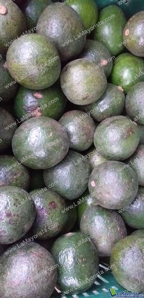 Aguacate reeds