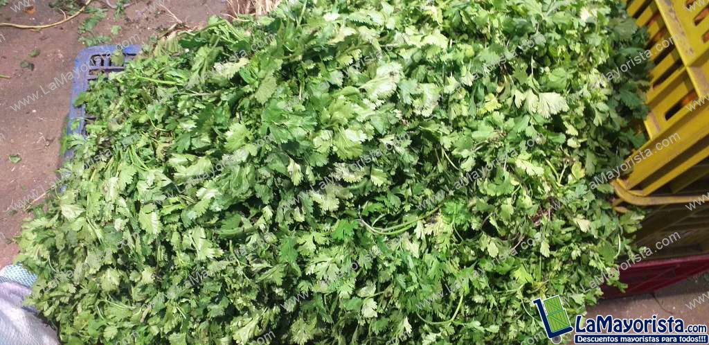 Cilantro