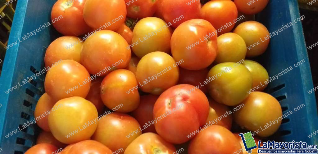 Tomate chonto