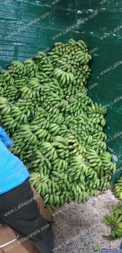 Murrapo