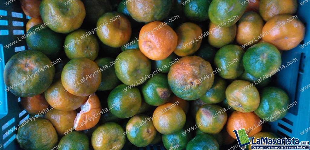 Manadarina oneca