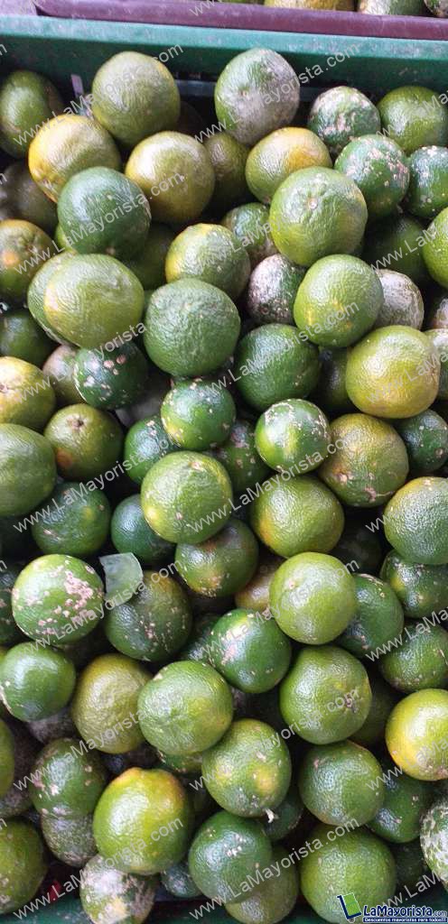 Limon mandarino