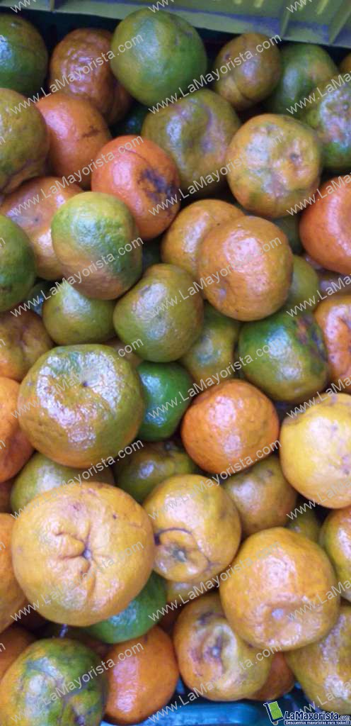 Mandarina oneca