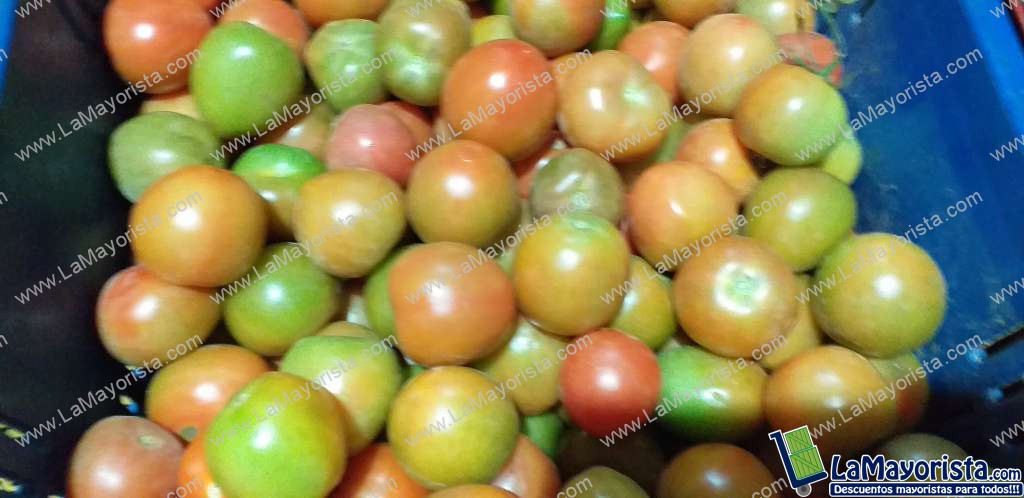 Tomate chonto parejo