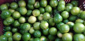 Limon tahiti