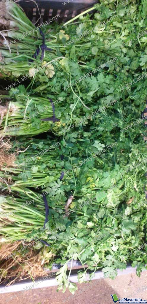 Cilantro