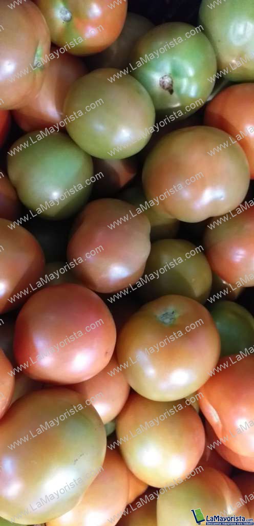 Tomate de primera