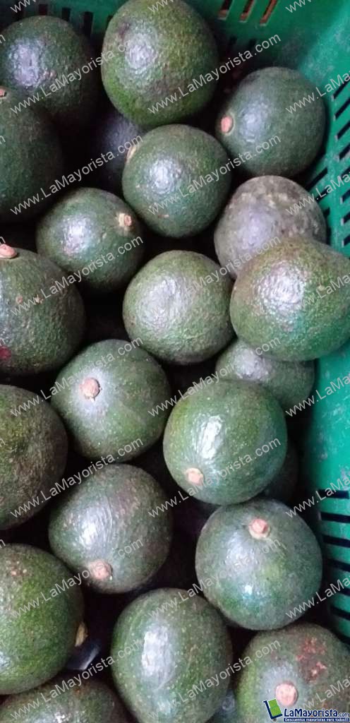 Aguacate reeds