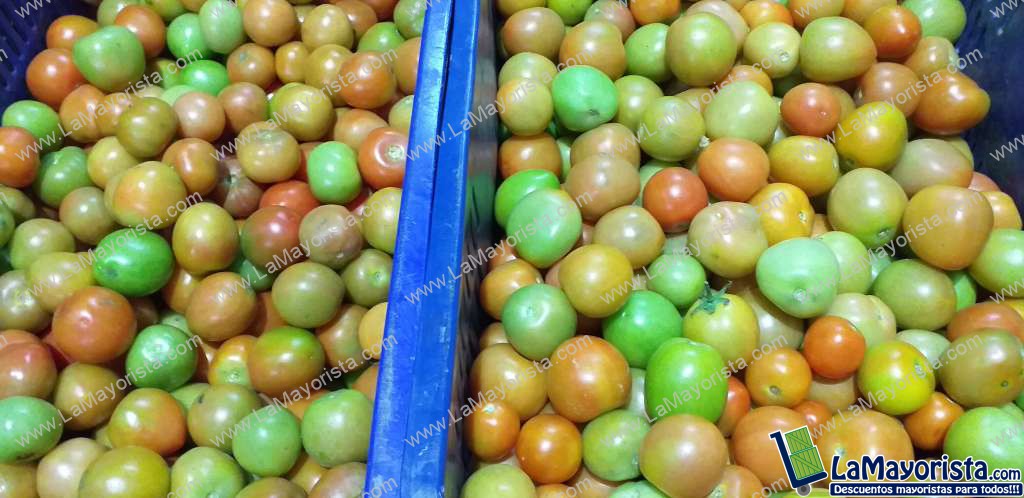 Tomate chonto parejo