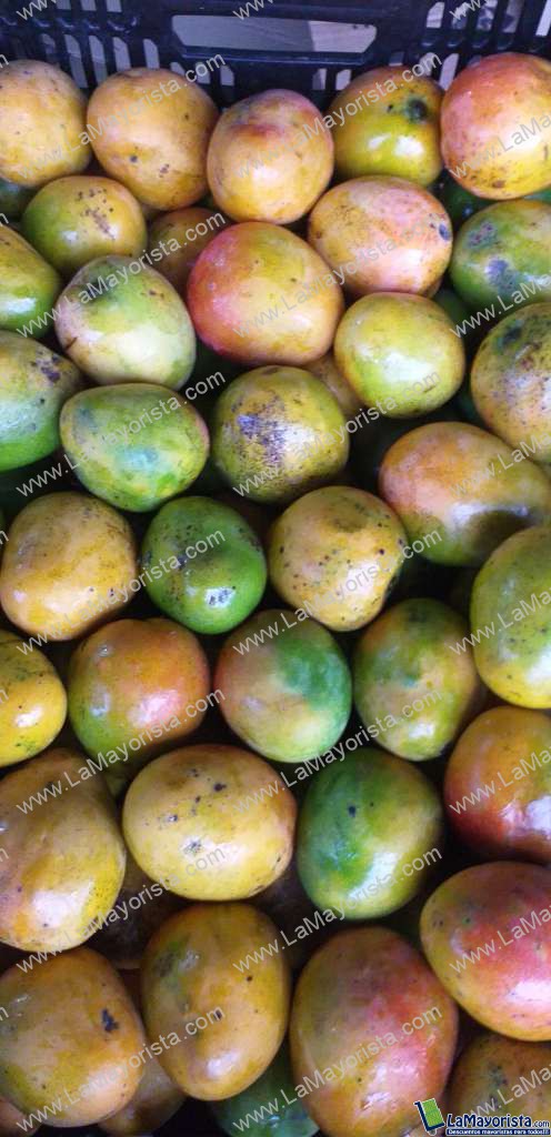 Mango criollo