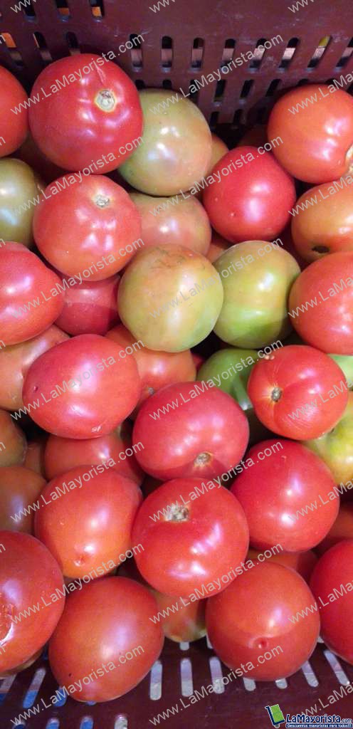 Tomate parejo