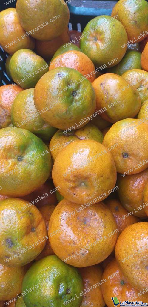 Mandarina oneca