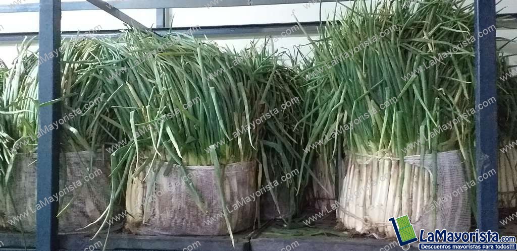 Cebolla de rama