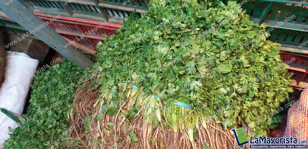 Cilantro