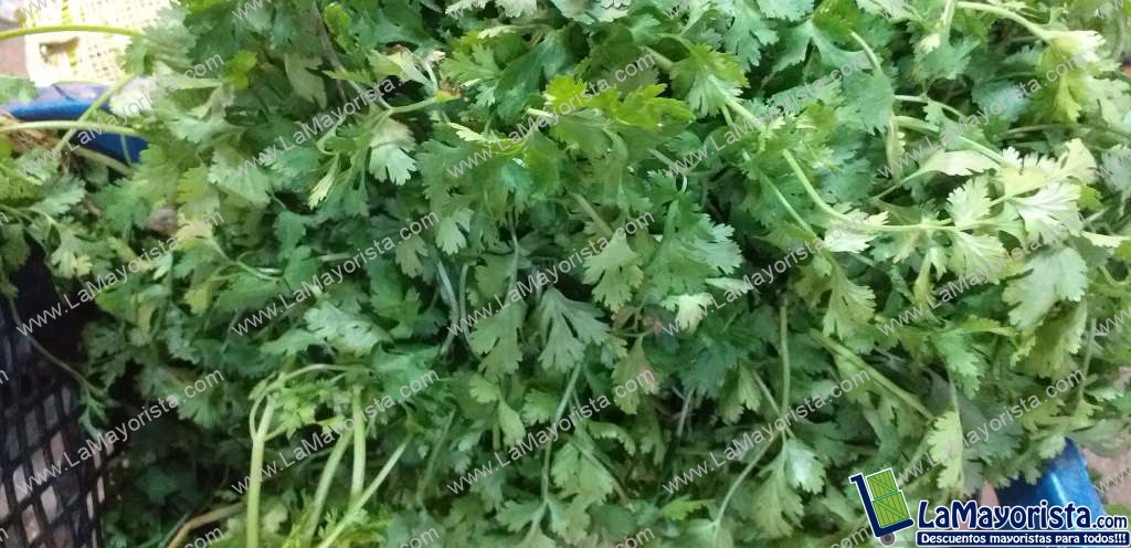 Cilantro