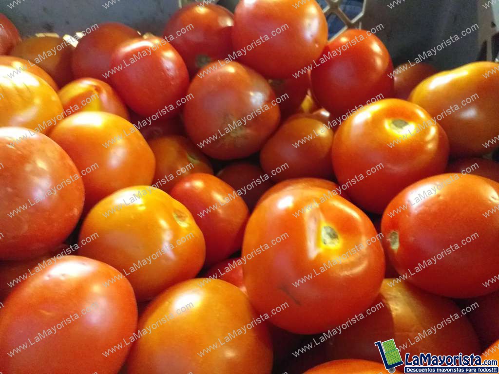 Tomate chonto