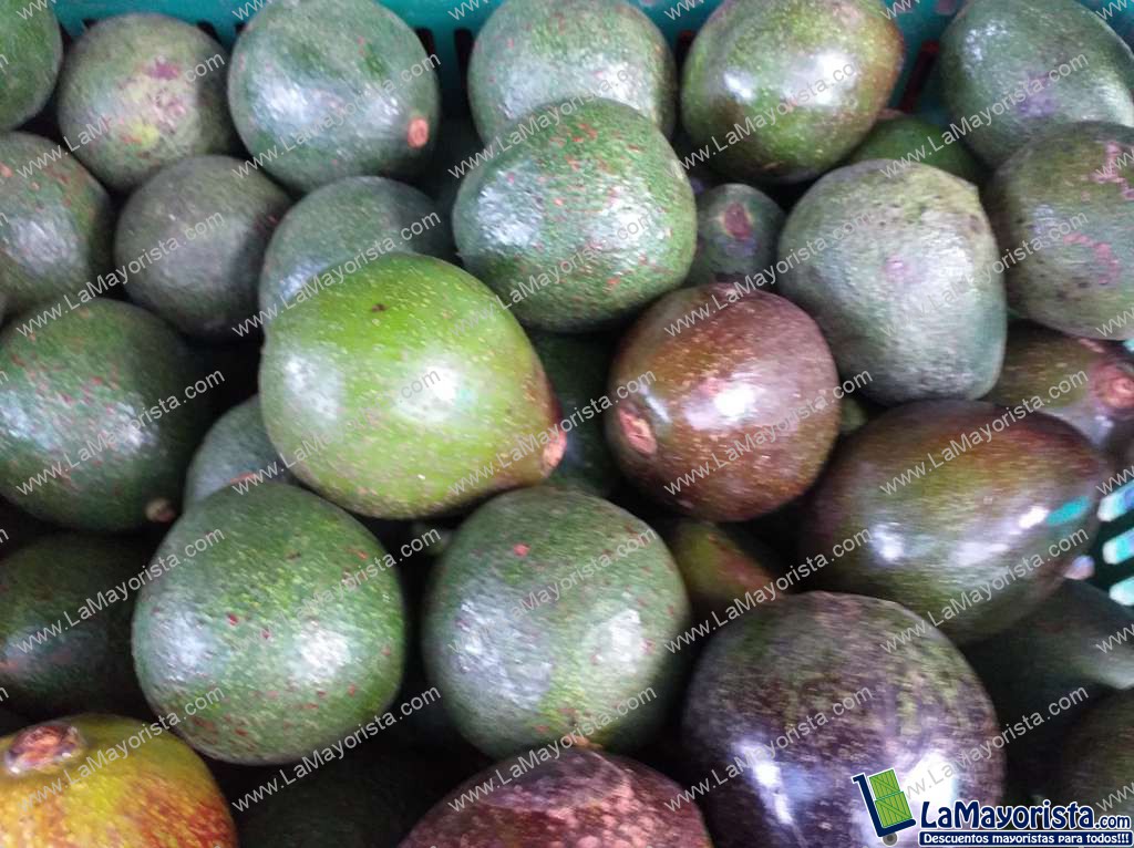 Aguacate reeds