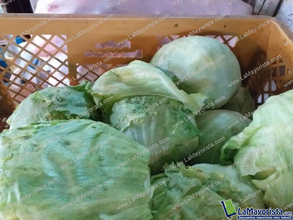 Lechuga batavia
