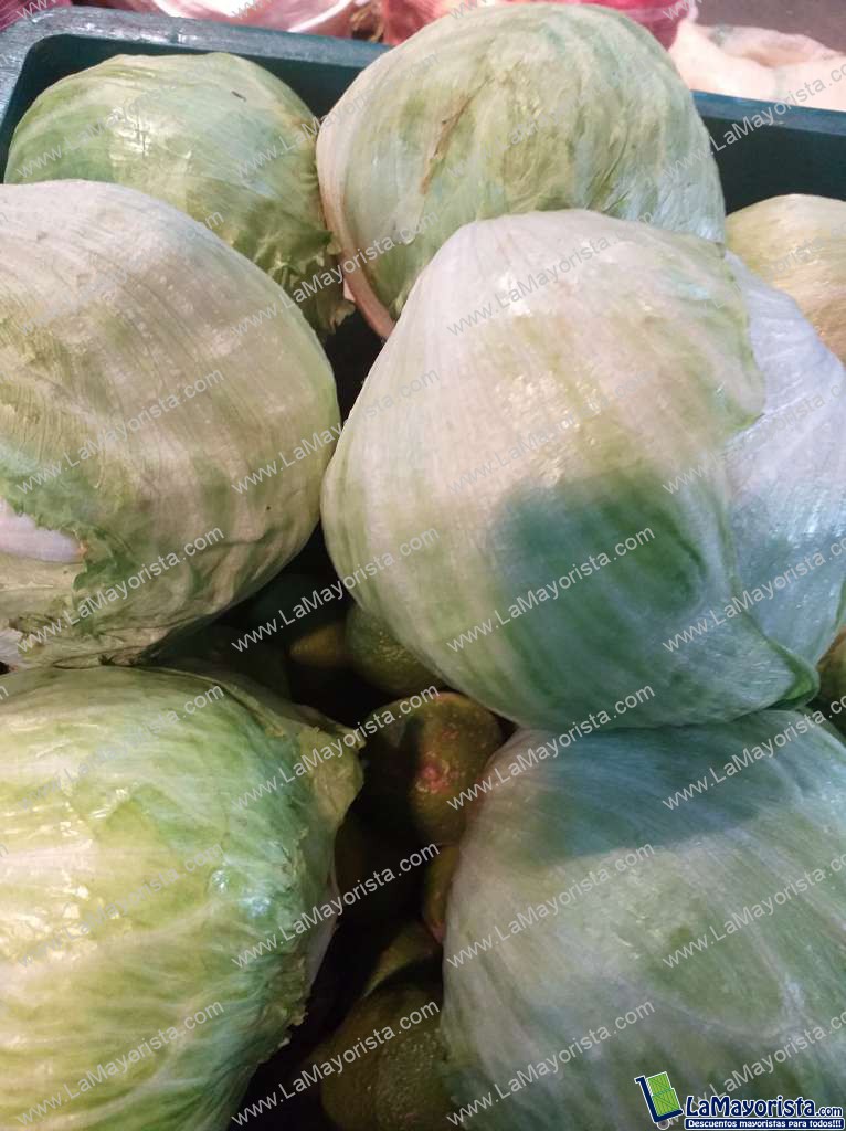 Lechuga batavia