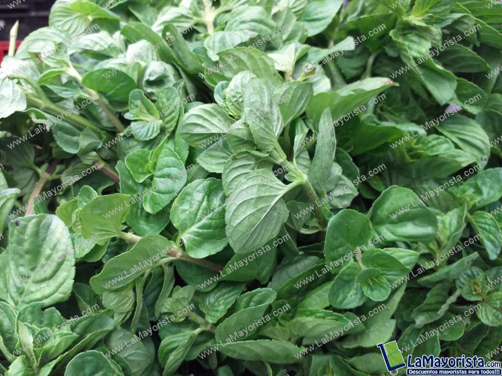Menta