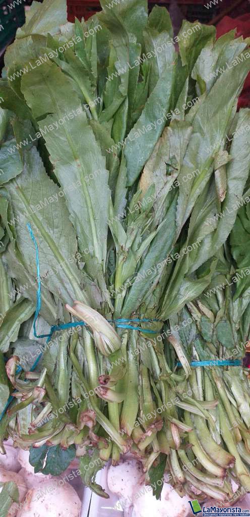 Culantro