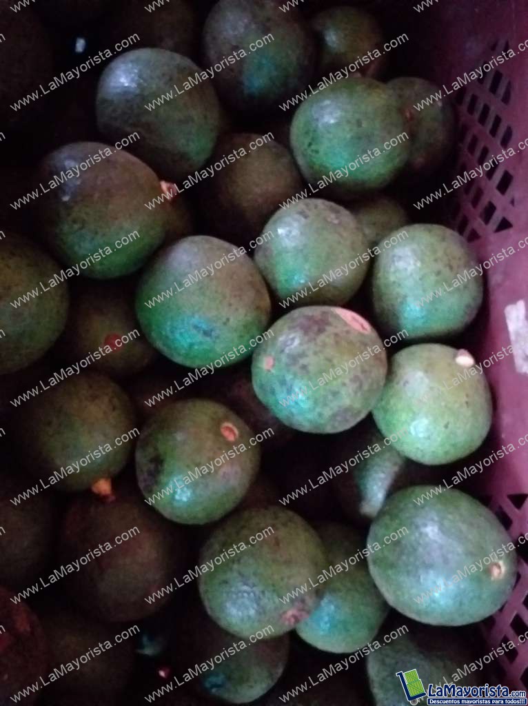 Aguacate reeds mediano