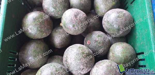 Aguacate reeds