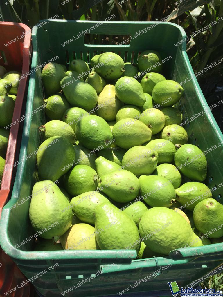 GUAYABA PERA