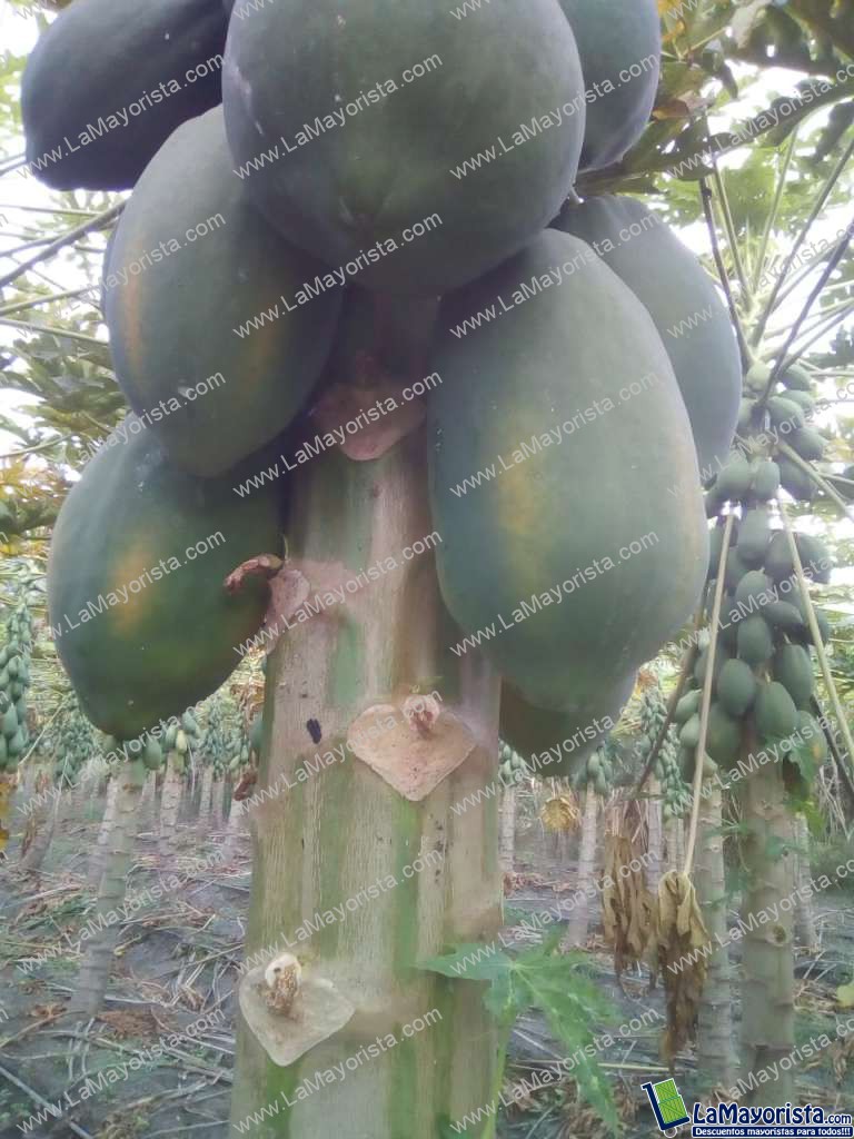 PAPAYA TAINUNG