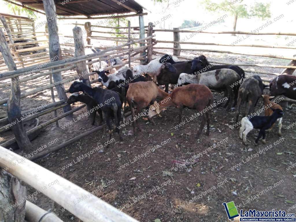 Cabras