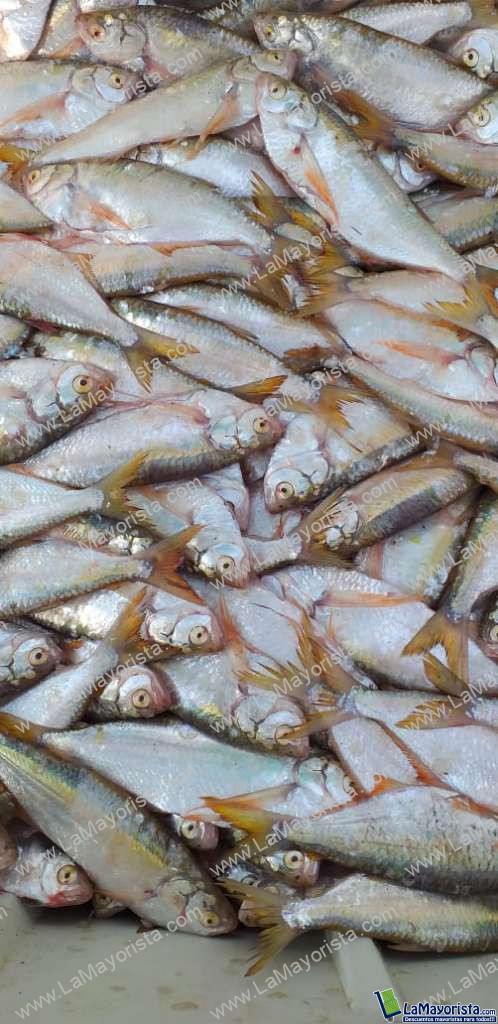 Sardina