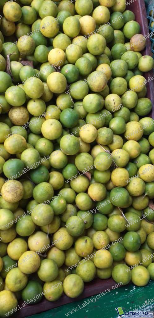 Limón criollo