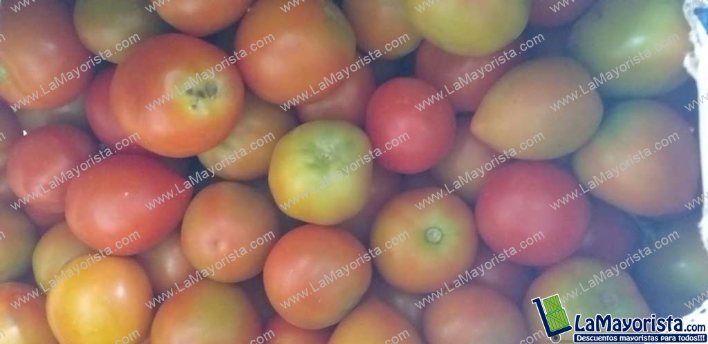 Tomate chonto parejo