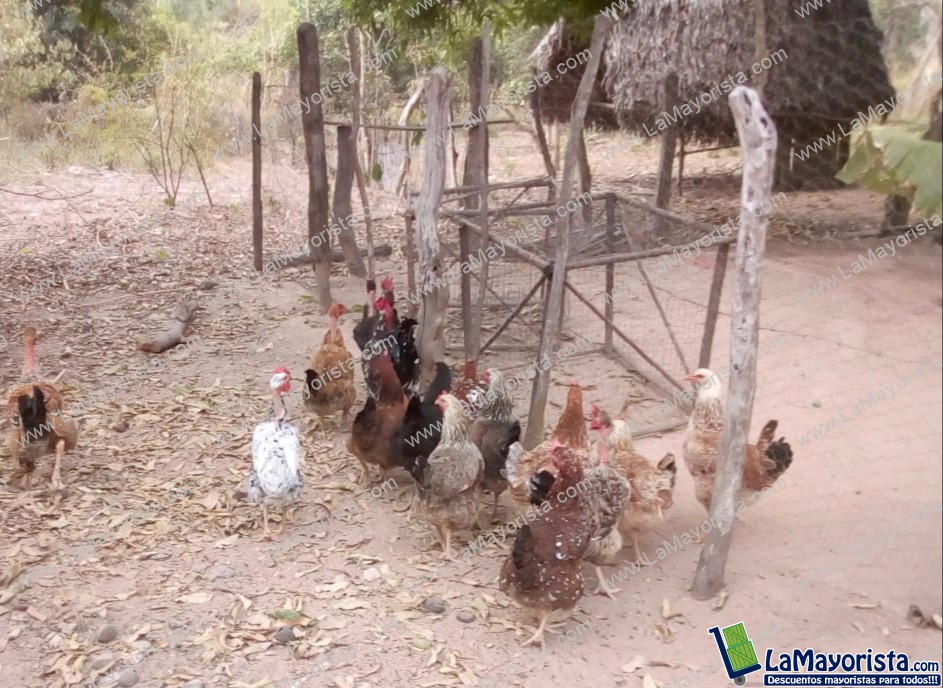 Gallina criolla