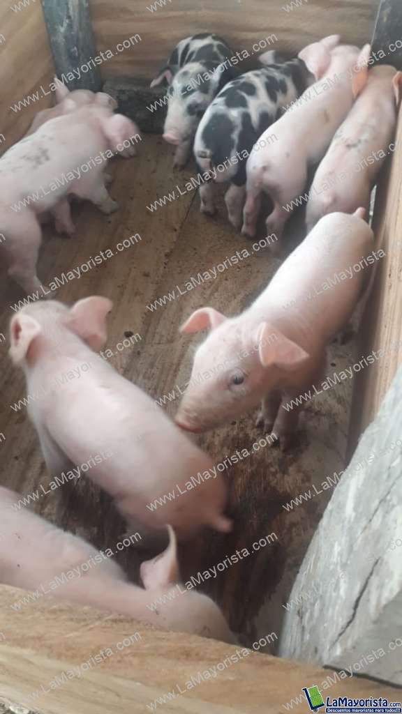 Cerdo pietran