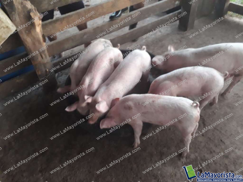 Cerdo x30kg