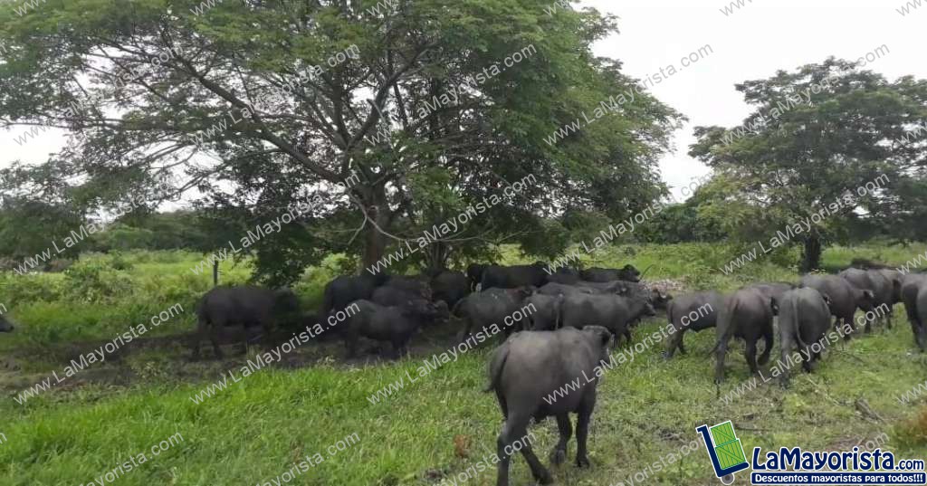 Machos de ceba bufalinos x450kg
