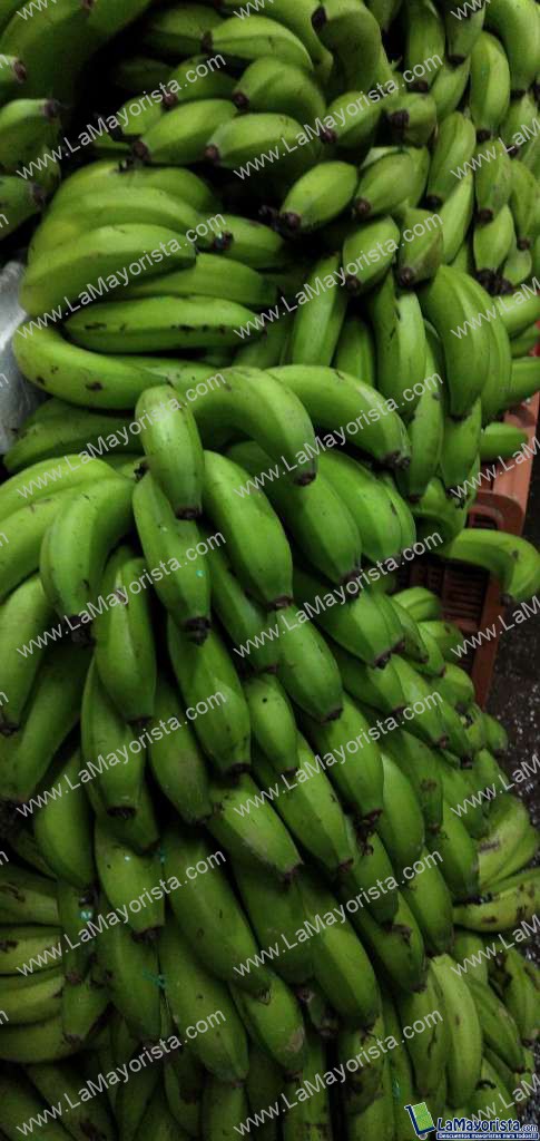 Banano criollo