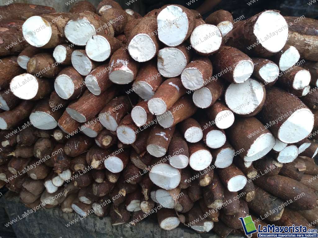 Yuca tierra mona