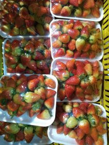 Fresas Desalgada