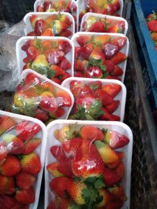 Fresas
