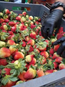 Fresas Jumbo