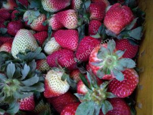 Fresas de segunda