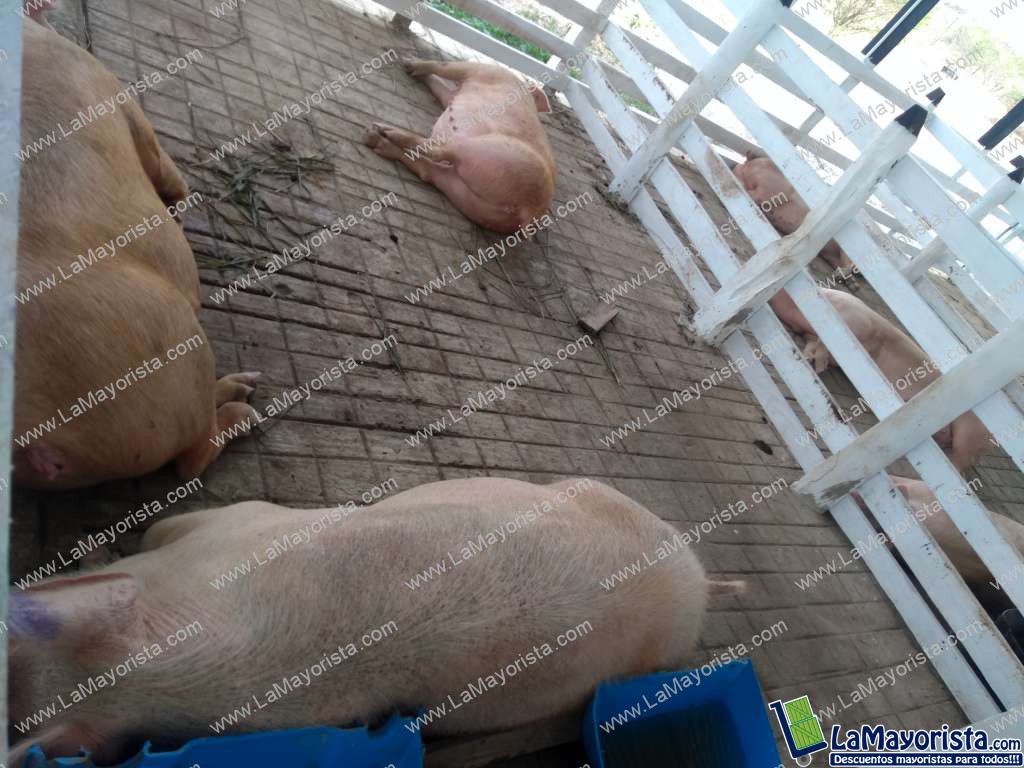 Cerdas de cria