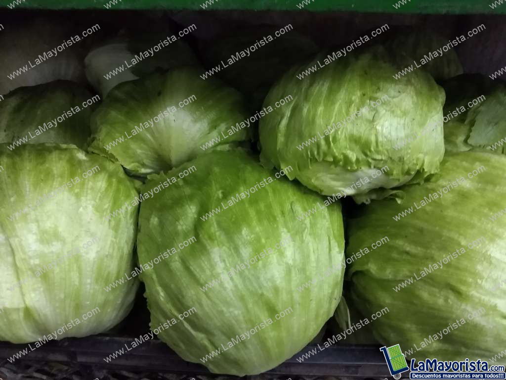 Lechuga Batavia