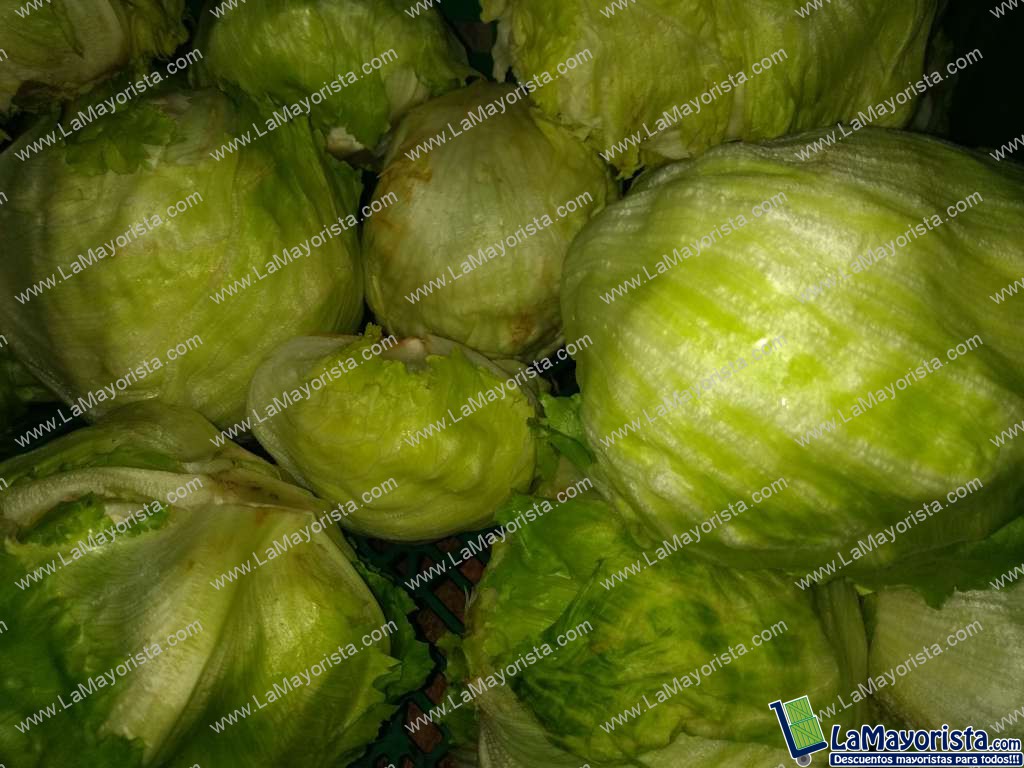 Lechuga Batavia