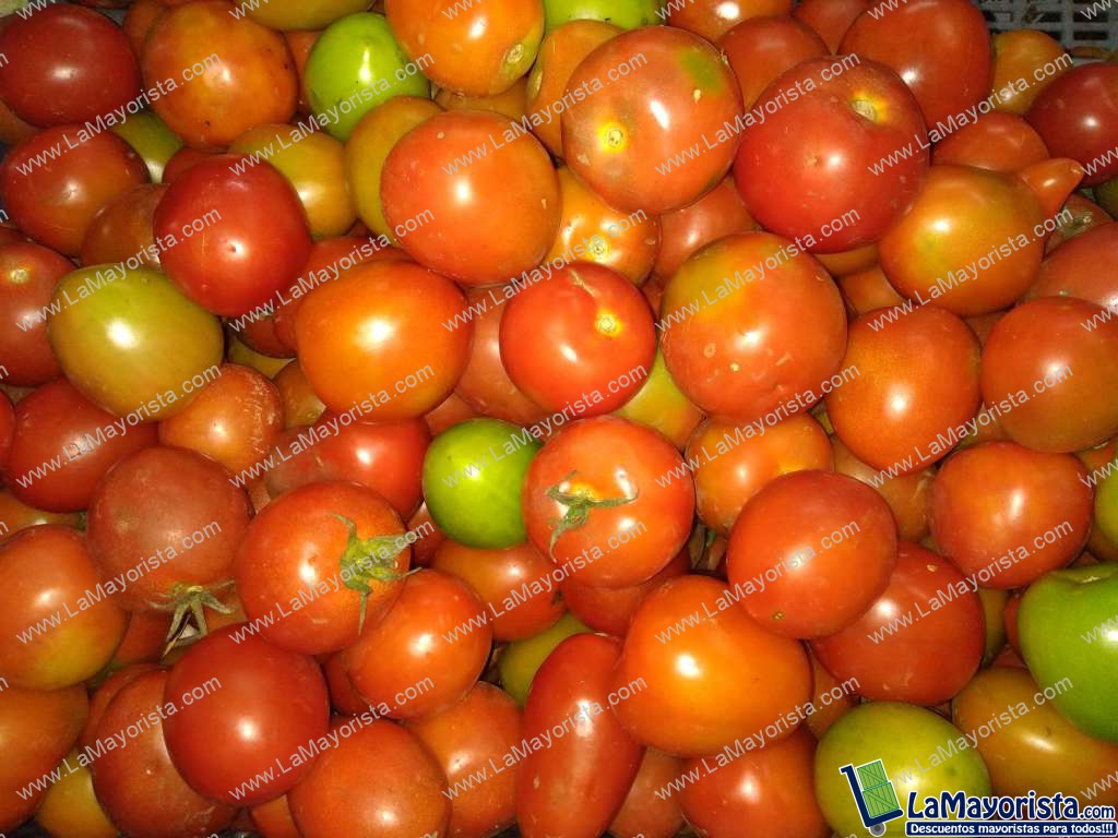 Tomate chonto